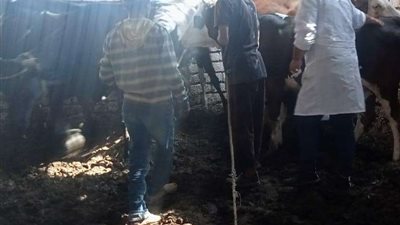 محافظ بني سويف يؤكد على ضرورة الاهتمام بالثروة الحيوانية