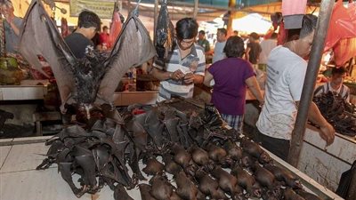 خفافيش إفريقيا.. سلالة فيروسات جديدة تضرب العالم