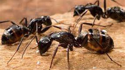 4وصفات سحرية للتخلص من النمل والصراصير في المنزل