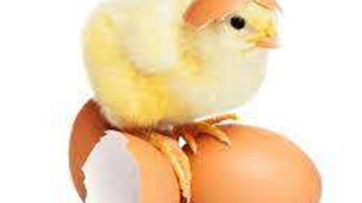 أسعار الكتاكيت اليوم الثلاثاء 30 أغسطس 2022 في مصر