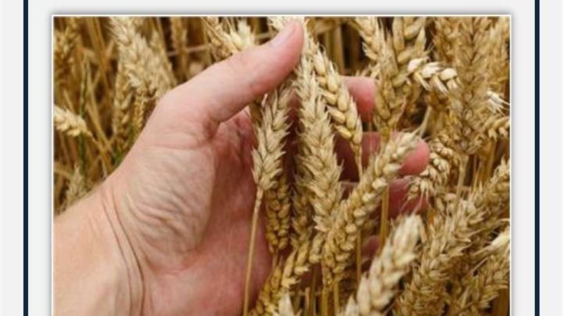موسم زراعة القمح