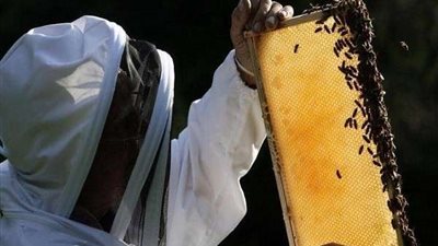 في اليوم العالمي للنحل.. شاهد كيف احتفلت الأميرة فيكتوريا وأبناؤها؟