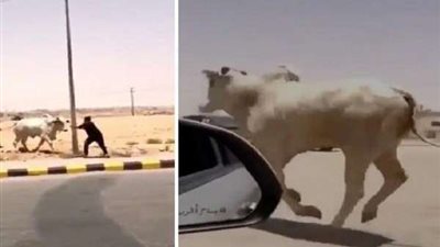 ثور هائج يهرب من المسلخ ويثير الرعب بين المارة