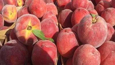الزراعة تكشف حقيقة وجود أنواع خوخ مسرطنة بالأسواق