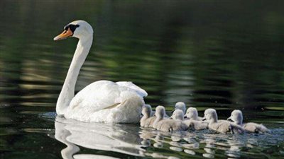 إعرف حكاية المثل الشعبي 