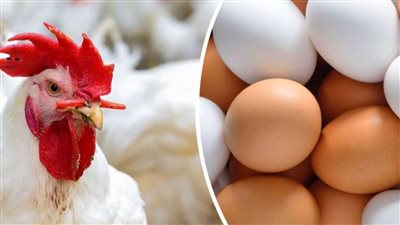 بورصة الدواجن.. أسعار البيض والفراخ اليوم السبت 3-9-2022