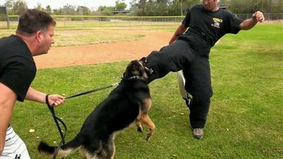 القضاء على كلب ضال عقر 12 شخص بقريتين في القليوبية