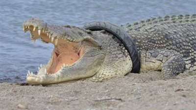 بعمر 84 عاما .. نفوق تمساح هرب من حديقة حيوان برلين أثناء الحرب العالمية الثانية