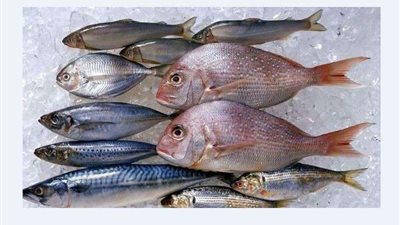 أسعار الأسماك اليوم 6-9-2022