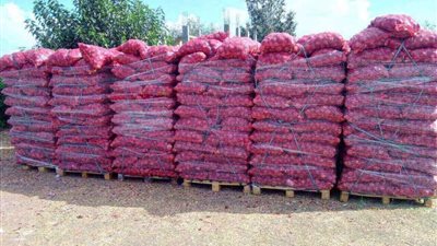 الزراعة: وصول أول شحنة بصل مصرية إلى باكستان فى هذا الموعد