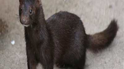 يحذر التعامل معه.. حيوان جديد ينقل فيروس كورونا إلى البشر بخلاف الخفافيش