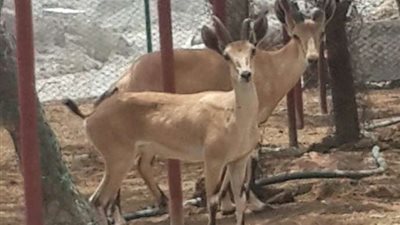 بدون رؤوس.. أشخاص يصطادون وعول نادرة 