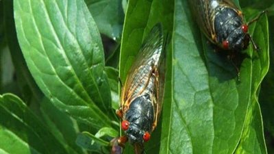 مصدرًا للسحر.. كارثة جديدة تغزو بلدان عدة وعلى رأسها أمريكا