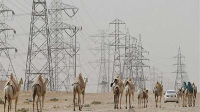 جمال سائبة تتسبب في مقتل عديد من الأشخاص في حادث سير