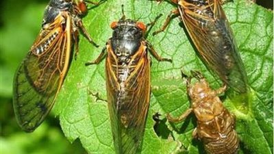 بعد 17 عامًا من الاختفاء.. حشرة الزيز تغزوا العالم وتحذيرات قوية