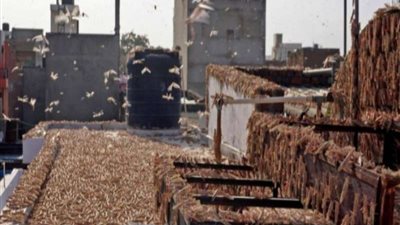 بعد كورونا.. الهند تواجه أسوأ موجة حشرات شرسة