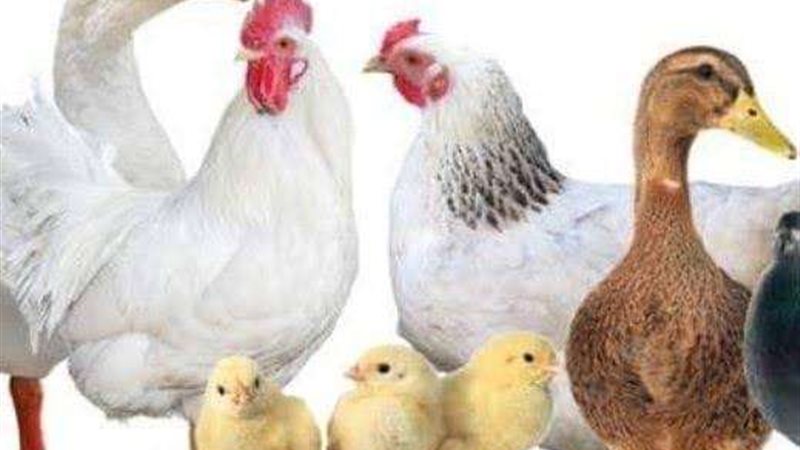 أسعار الفراخ والبط