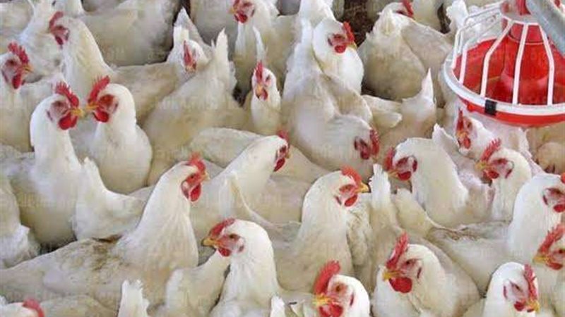 أسعار الفراخ في بورصة