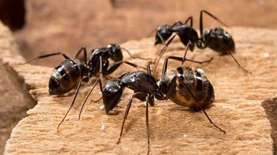 أبرزها الماء والصابون.. طرق للتخلص من الحشرات في المنزل