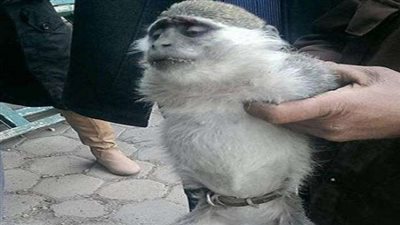 القبض على نسناس بالإسكندرية لهذا السبب