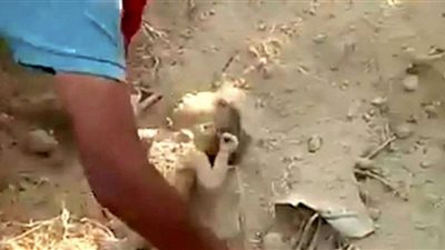 بدم بارد.. طفل رضيع دفن حيا ثم نجا بأعجوبة من الموت