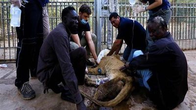 صدمة.. أسدان يفترسان عاملة في حديقة الحيوانات بأستراليا