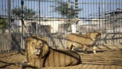 سقطت في قفص الأسود.. أسترالية تتعرض لحادث بحديقة الحيوان .. التفاصيل