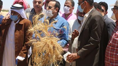محافظ شمال سيناء يفتتح موسم الحصاد بوسط سيناء