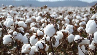 زيادة 1400 جنيه .. أسعار القطن المصري وضوابط تداوله مع الحكومة