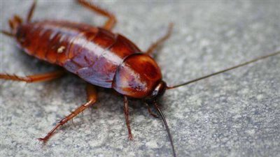 تفسير حلم رؤية الصراصير في المنام للعزباء والمتزوجة