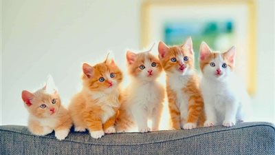 لعشاق القطط.. 5 فوائد لتربيتهم في المنزل