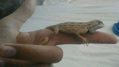 هدية تحولت لإدمان.. حكاية أحمد مع الثعابين والعقارب