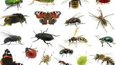 تضر المناعة بسبب كورونا.. احذر من الرش للتخلص من الحشرات في المنزل بهذه المواد