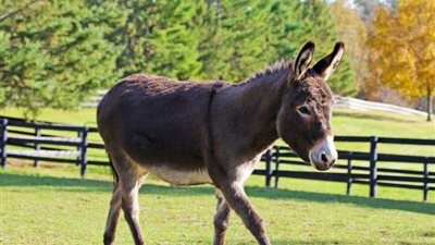 قصة المثل الشعبي 