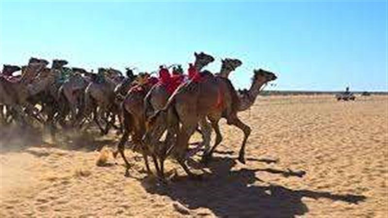 سباق بالعريش