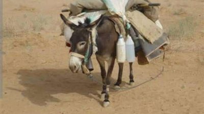 قصة الحمار الذي تصدق على الأغنياء