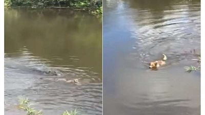 نهاية مأساوية لكلب لم يستجب لنداء صاحبه بالابتعاد عن التمساح.. (فيديو)