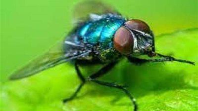 تعرف على علاقة الذباب الأزرق بالروح الهائمة الباحثة عن الجاني