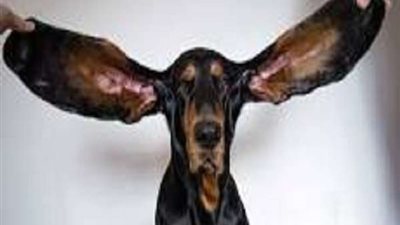 تعرف على معنى المثل.. تسببت كلبة في قتل نفسها