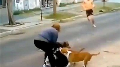 كلب مسعور يثير الزعر بعد إصابة 3 أشخاص من أهالي قرية الفشاشة بـ صان الحجر