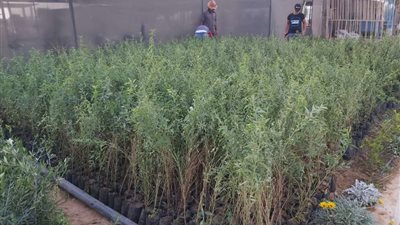 مركز التنمية المستدامة يوزع شتلات اللوز المتحمل للجفاف على مزارعي مطروح