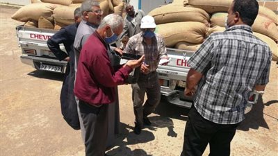 محافـظ المنوفية: توريد 133 ألف و766 طن قمح بالمحافظة