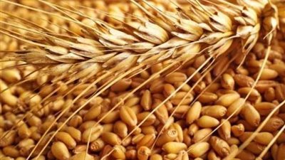 تعرف علي أسعار القمح اليوم الثلاثاء 20 سبتمبر 2022