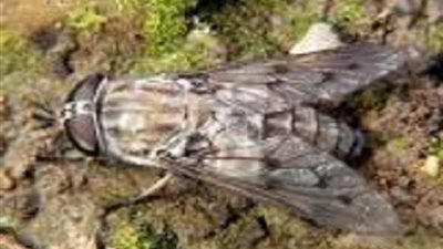 تعرف على طريقة القضاء على الذباب بالبخور