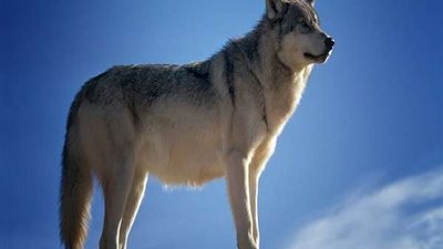 مقطع فيديو لـ ذئب جائع يداهم 