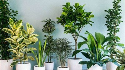 مهندسة ديكور لـ بلدنا اليوم: بعض نباتات الزينة سامة وفي غاية الخطورة