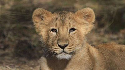 شاهد.. فيديو مأسوي لـ “شبل أسد” تعرض للتعذيب وكسر ساقيه