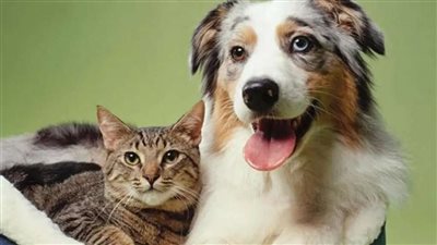 الإفتاء توضح الحكم الشرعي لاقتناء الحيوانات الأليفة