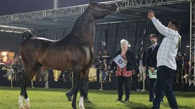 لأول مرة .. إستاد دولى لاستضافة البطولات العالمية للخيول العربية بالجيزة (صور)