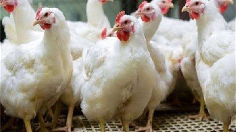 أسعار الفراخ في بورصة